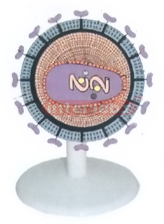 HIV VIRUS ANATOMICAL MODEL